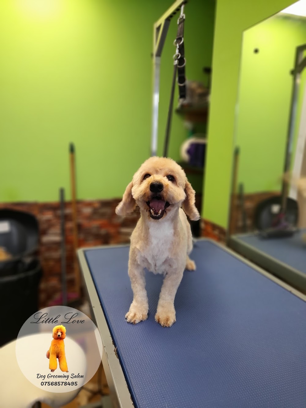 Little Love Dog Grooming
