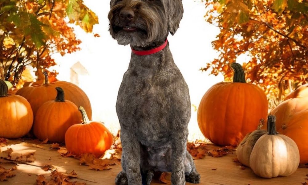 Louie’s Barking Barber