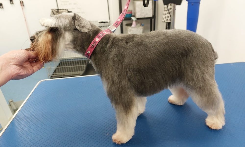 Lucky Pawz dog groomer
