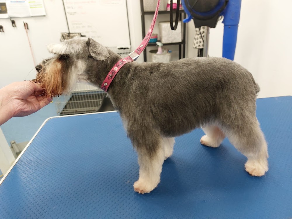 Lucky Pawz dog groomer