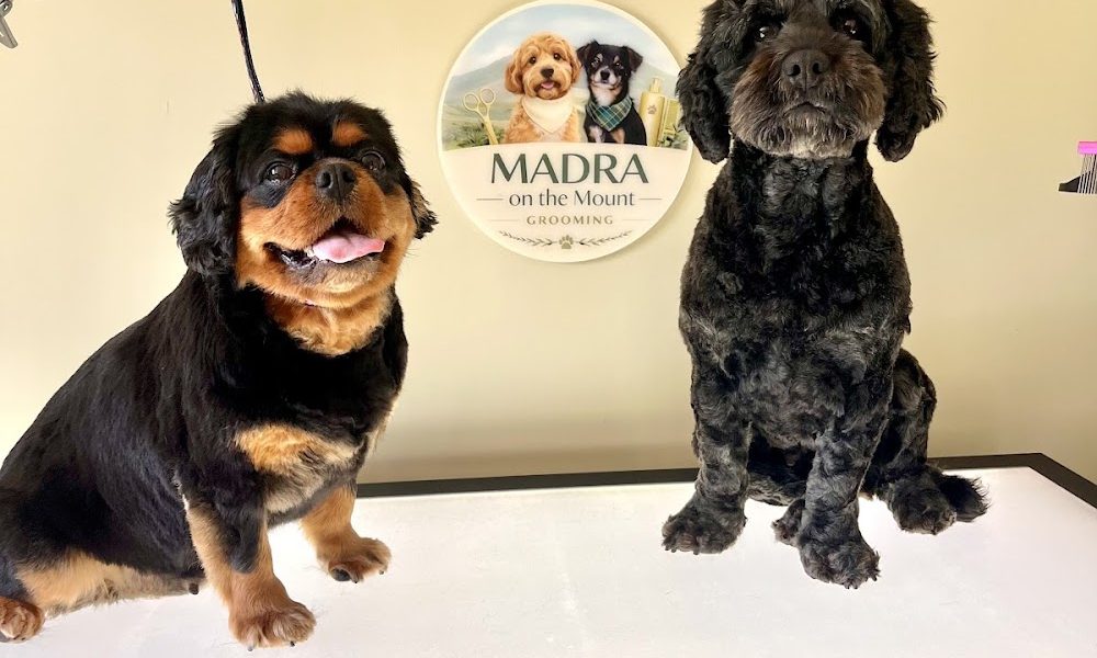 Madra on the Mount Grooming