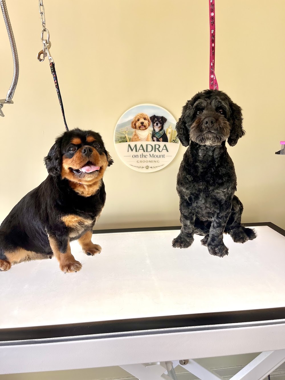 Madra on the Mount Grooming