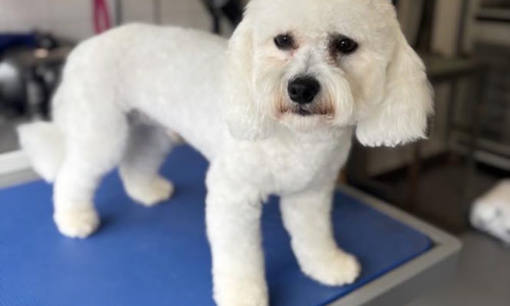 Monty’s Bubbles Dog Grooming