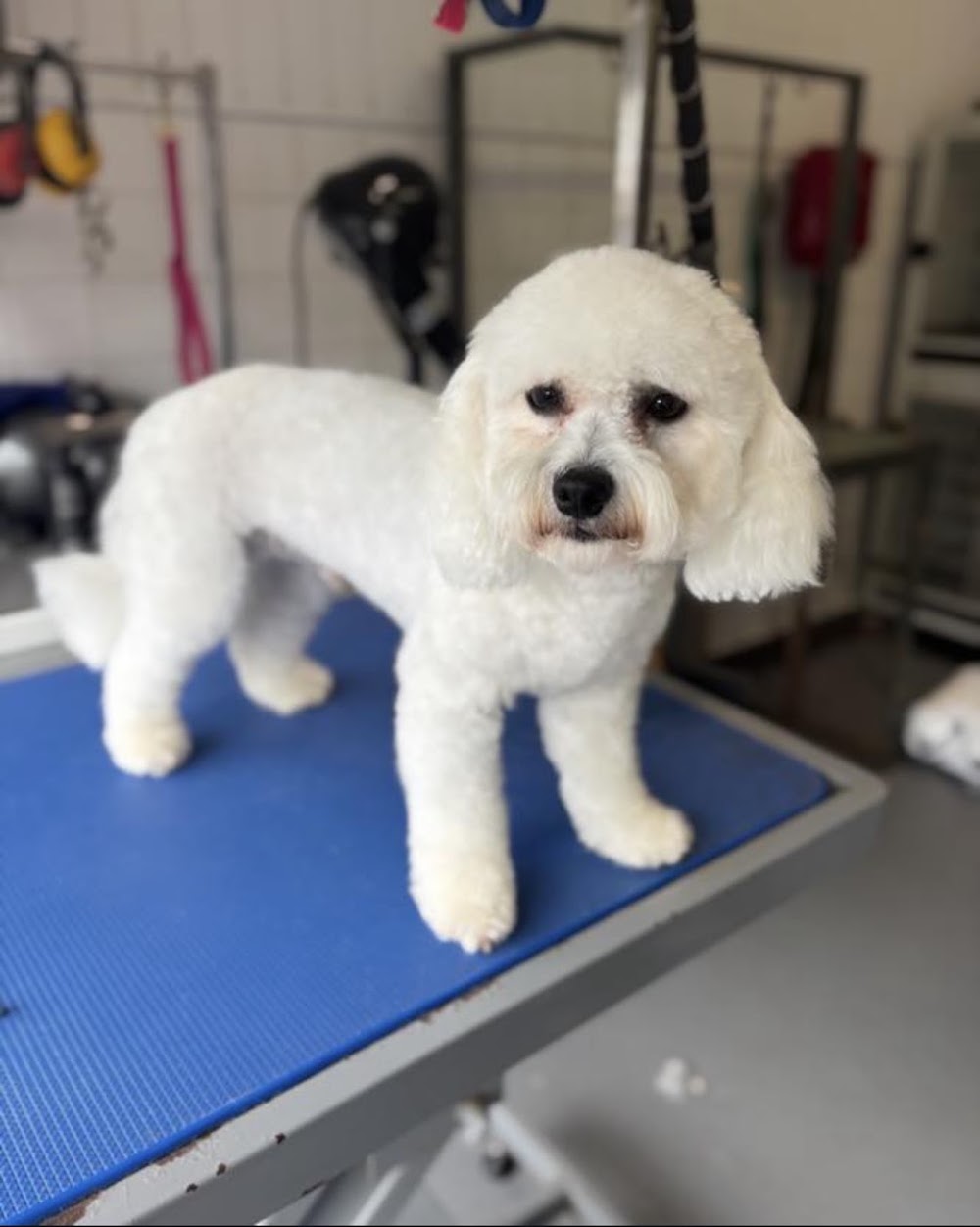 Monty’s Bubbles Dog Grooming