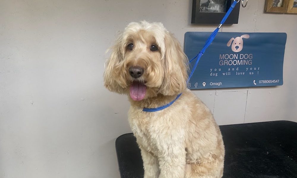 Moon Dog Grooming