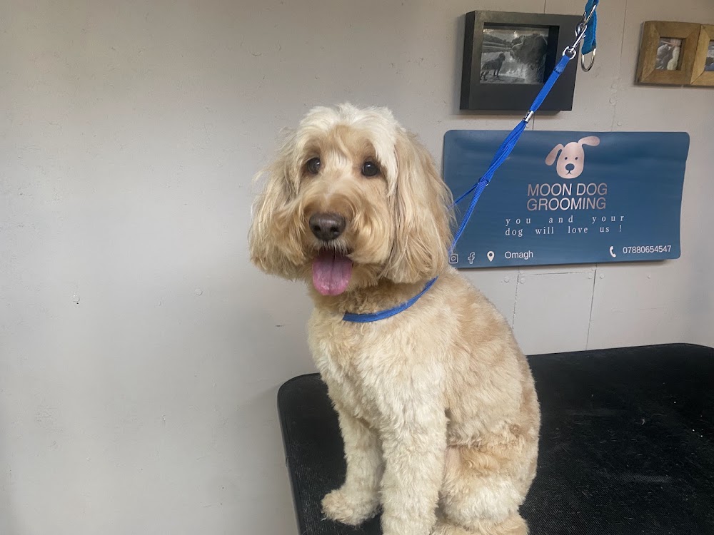 Moon Dog Grooming