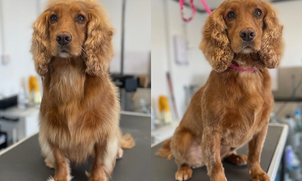 Natalie K Dog Grooming