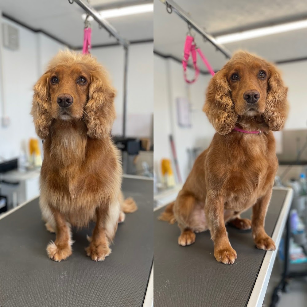 Natalie K Dog Grooming