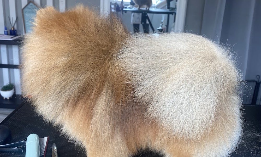 Olia – Dog Grooming and Spa