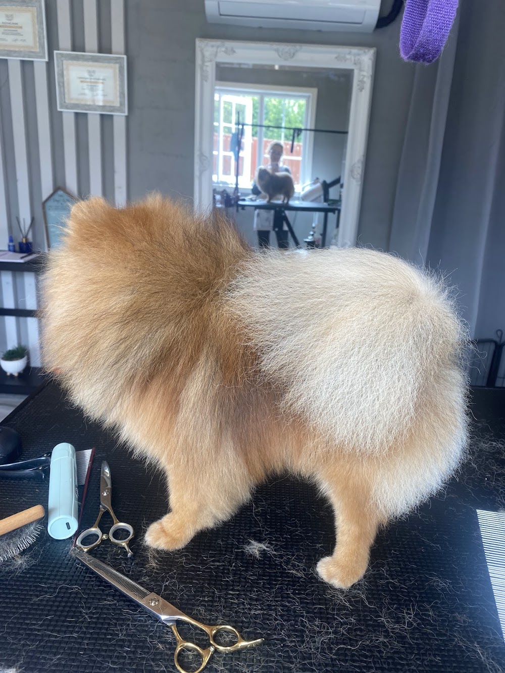Olia – Dog Grooming and Spa