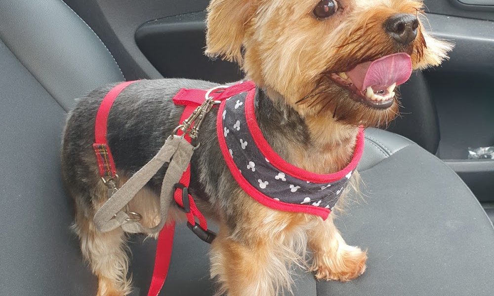 Pampered Pets Grooming and Dog Training