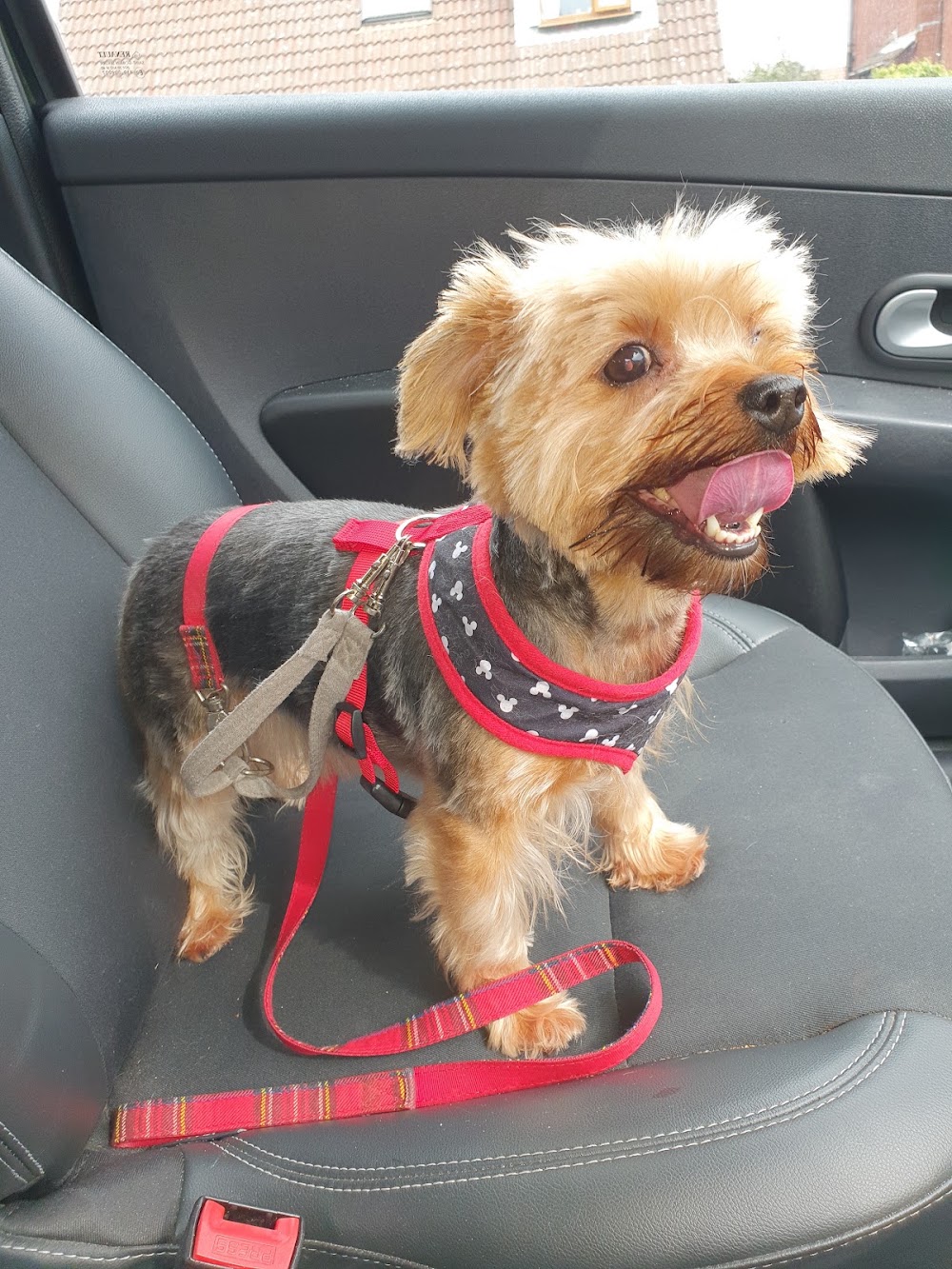 Pampered Pets Grooming and Dog Training