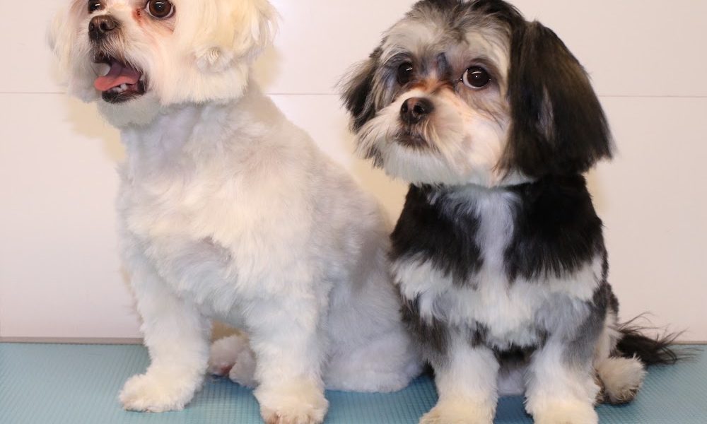 Pampered Pups, Dog Grooming Limavady