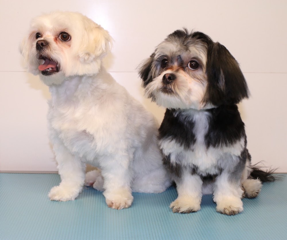 Pampered Pups, Dog Grooming Limavady