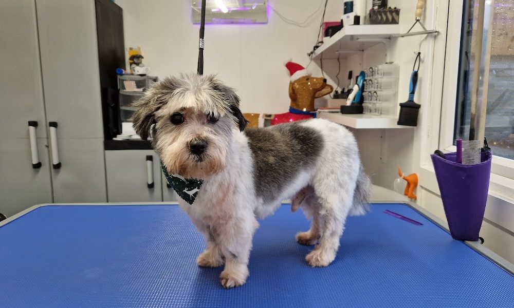 Paw Necessities Dog Grooming