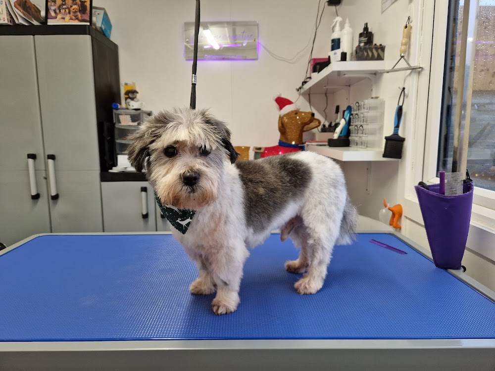 Paw Necessities Dog Grooming