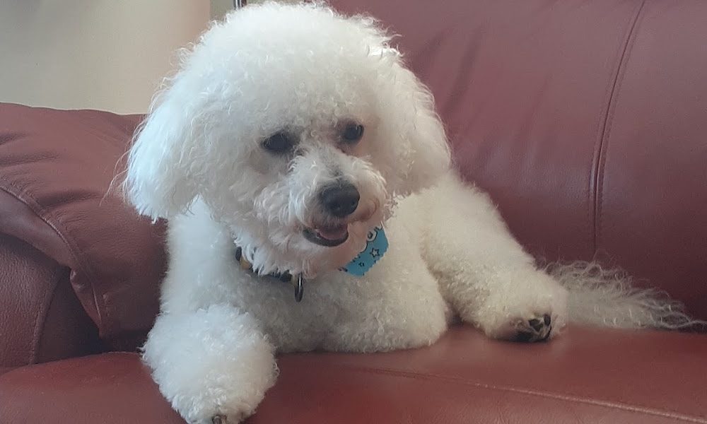 Paw Perfection