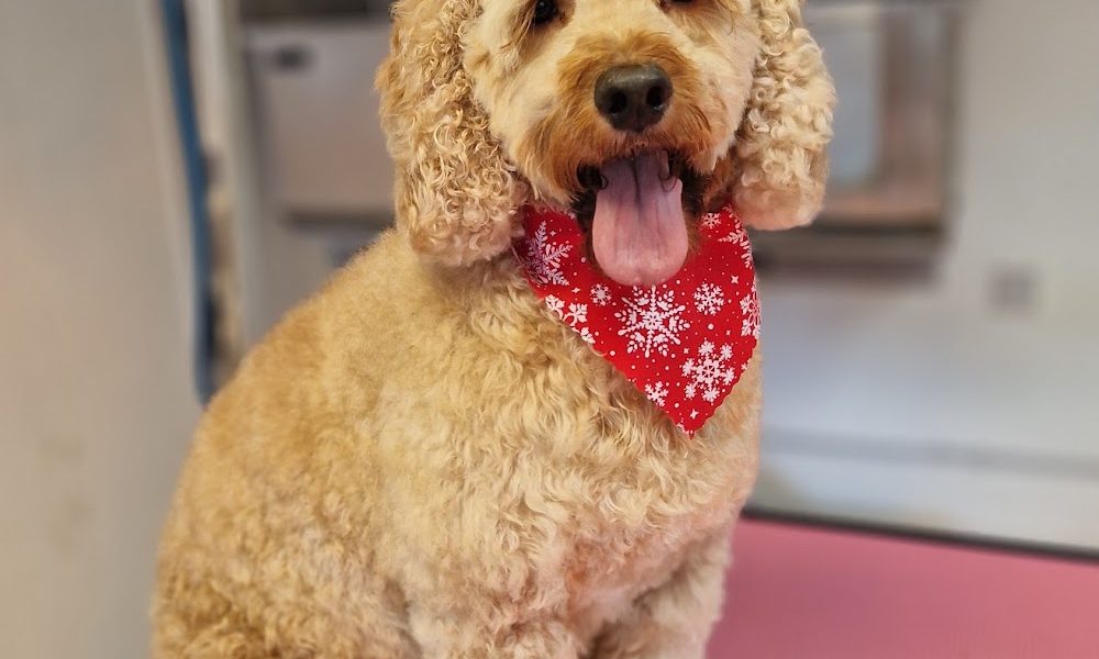 Pawfect Dog Grooming