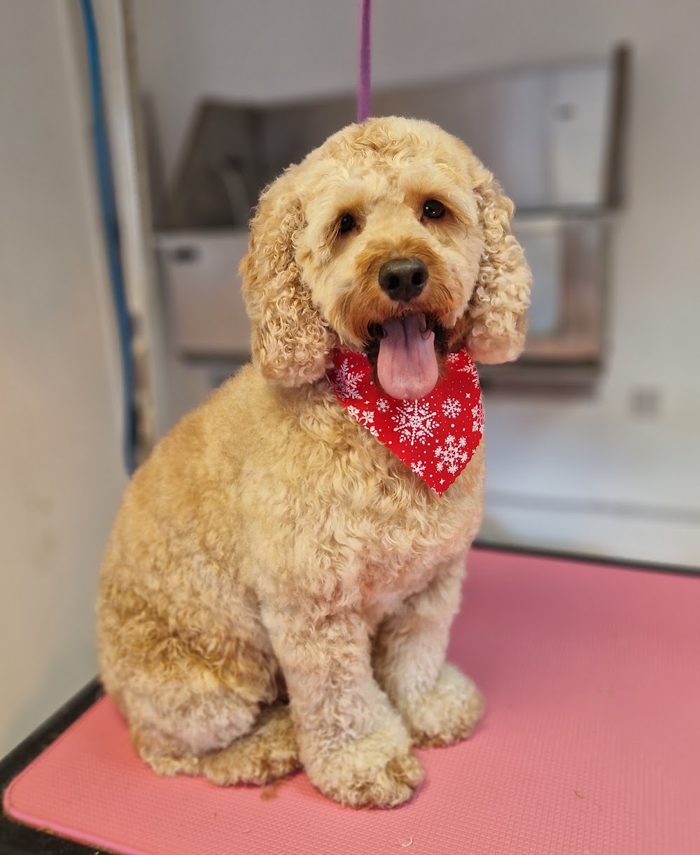 Pawfect Dog Grooming