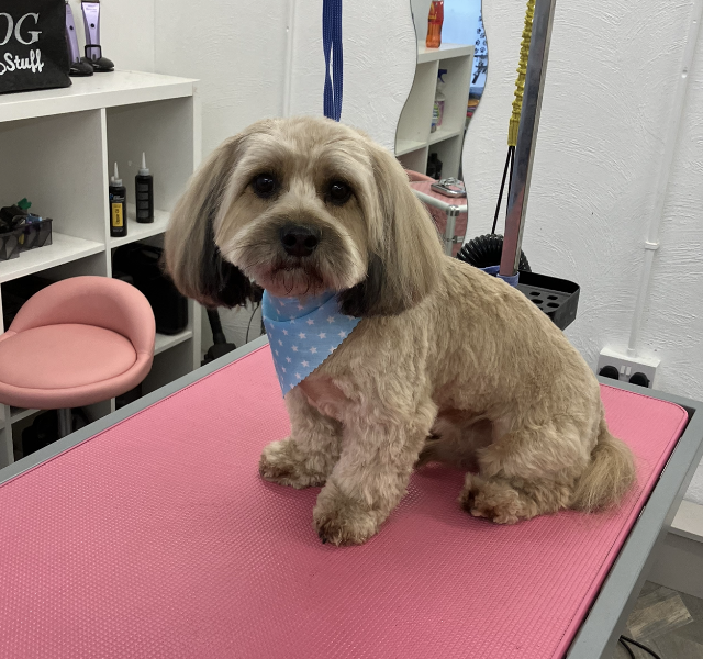 Pawpatrol Dog Grooming