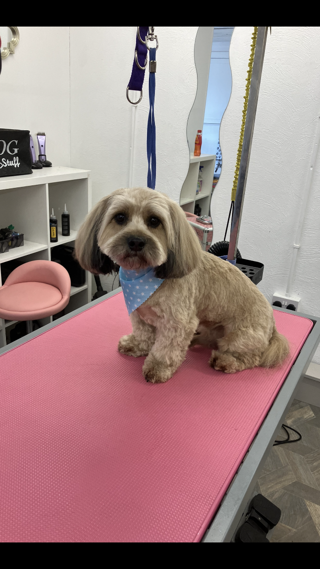 Pawpatrol Dog Grooming