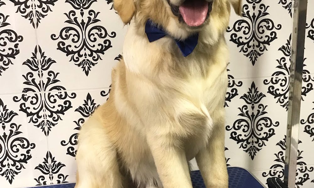 Paws & Relax Dog Grooming