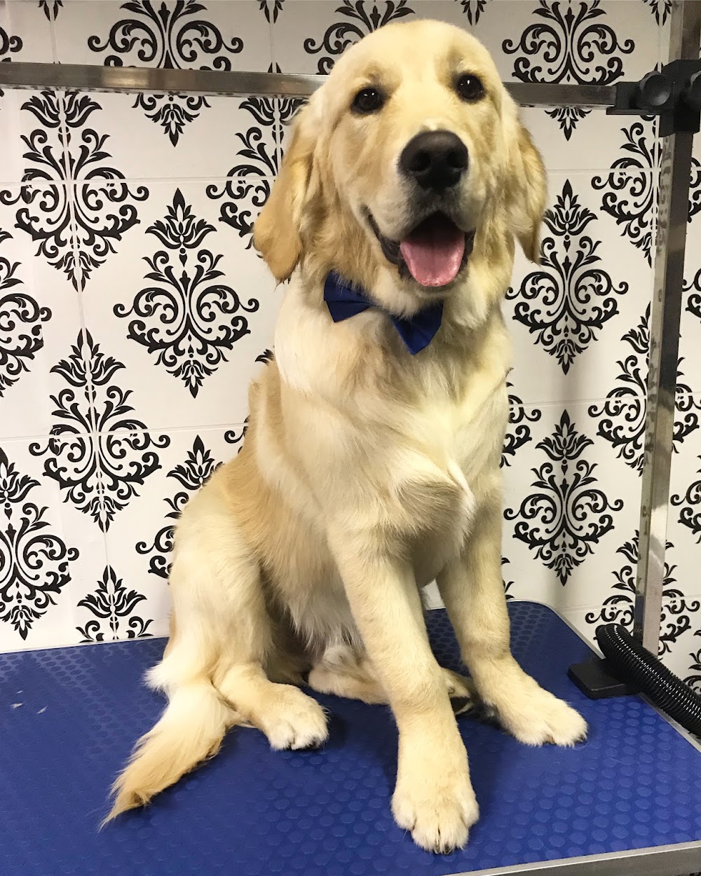 Paws & Relax Dog Grooming