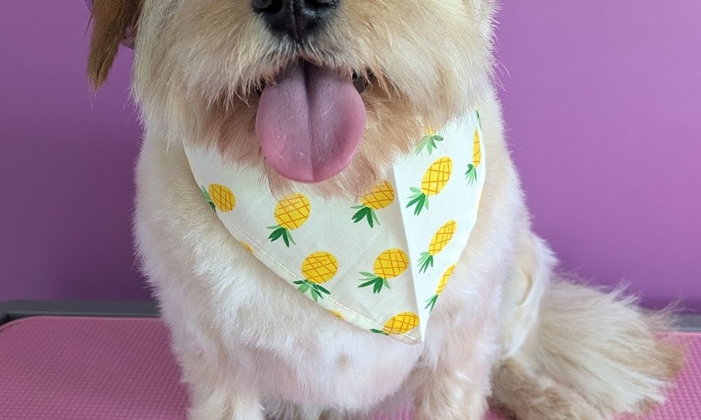 Pearl Paws Dog Grooming