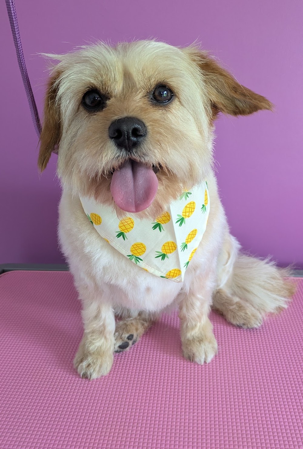 Pearl Paws Dog Grooming