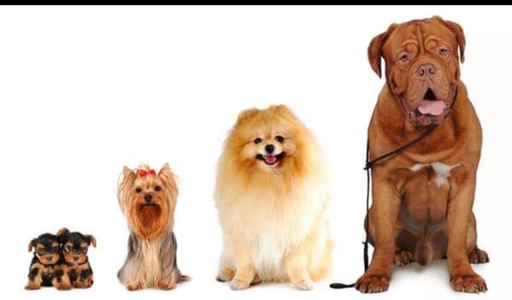 Perfect Dogs Grooming Parlour