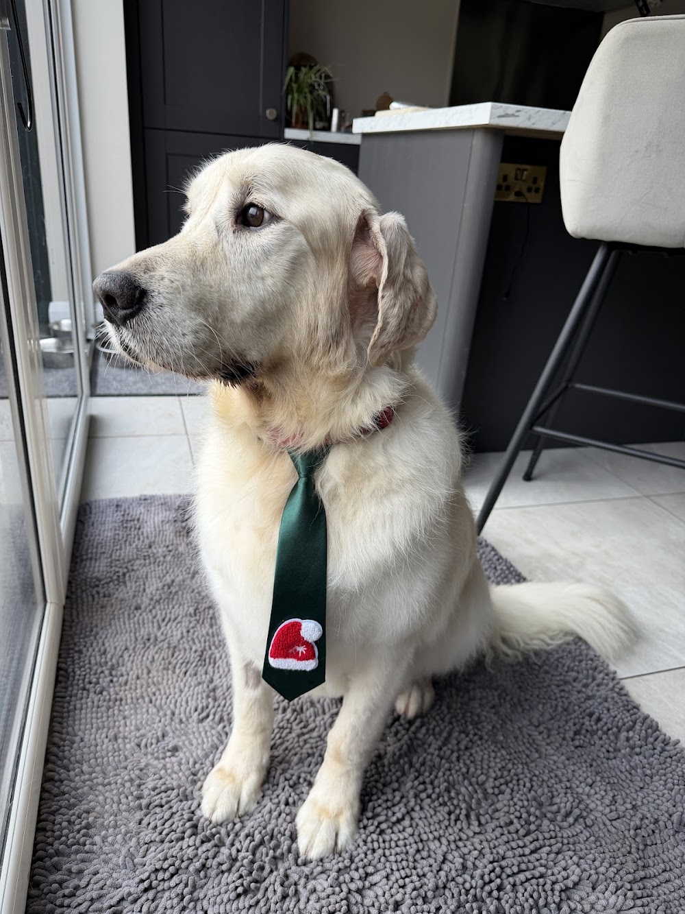 Posh Pooches Dog Groomers