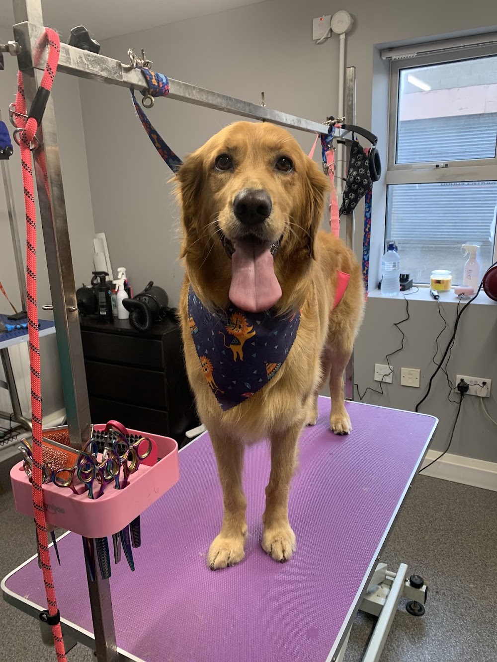 Posh Pooches Dog Groomers Castlereagh