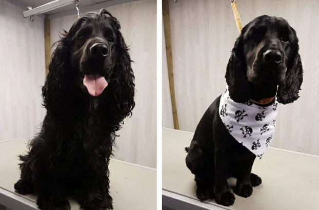 Precious Paws Dog Grooming Salon