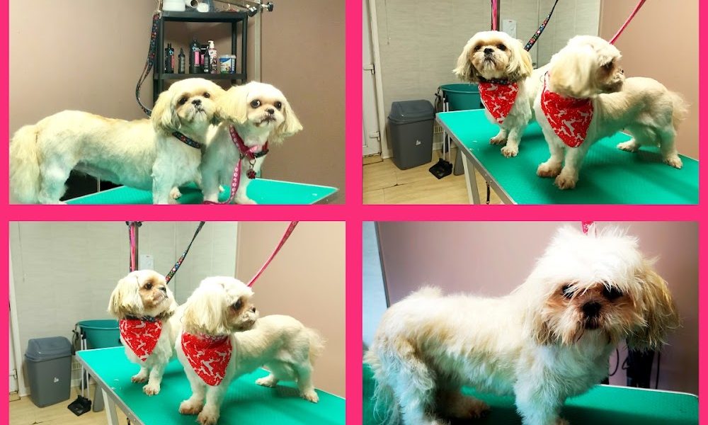 Pretty Dog Anna grooming