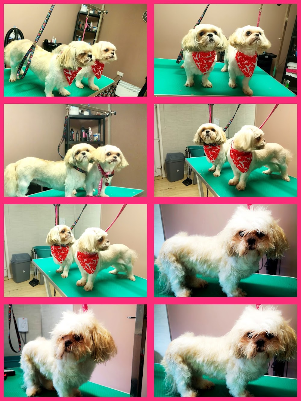 Pretty Dog Anna grooming