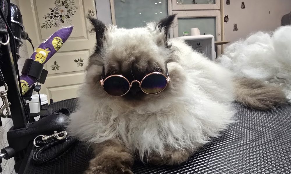 Purr Spa