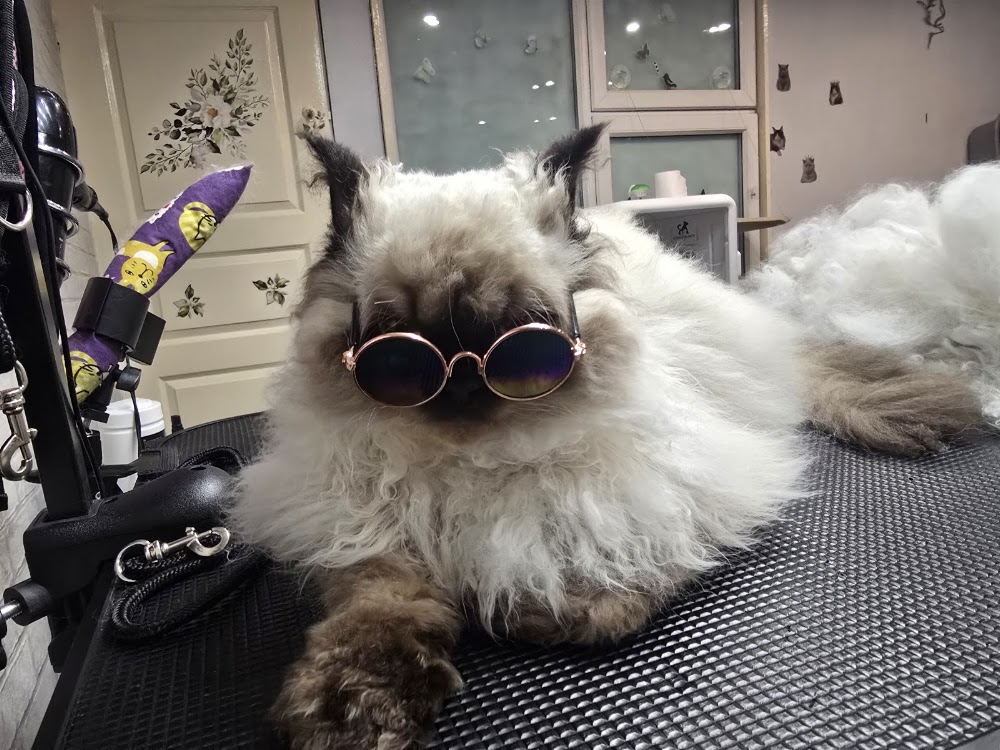 Purr Spa