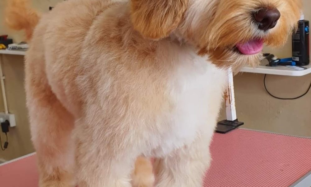Ruff Cuts Dog Grooming Belfast