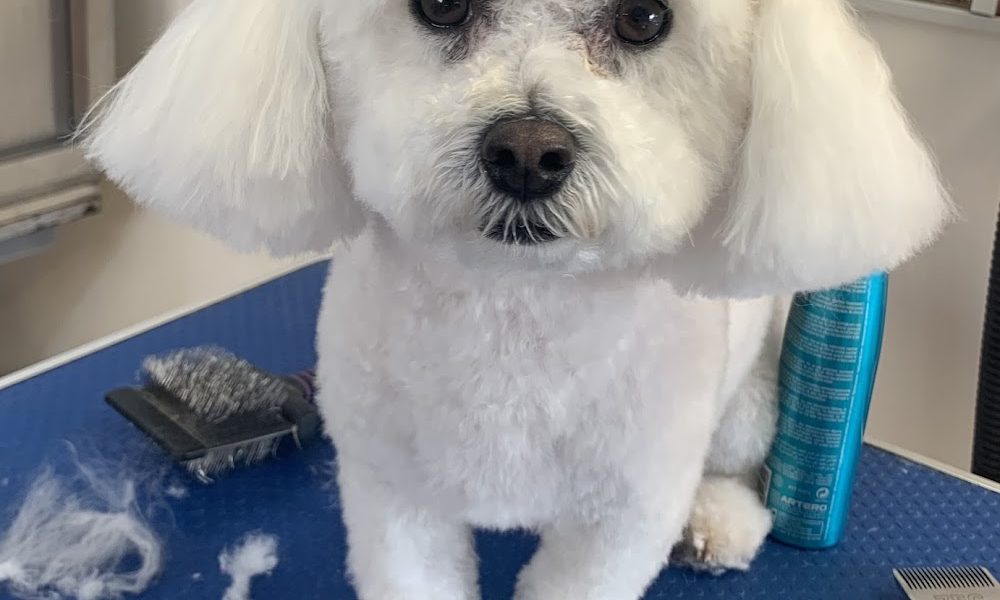 Scruffy to fluffy