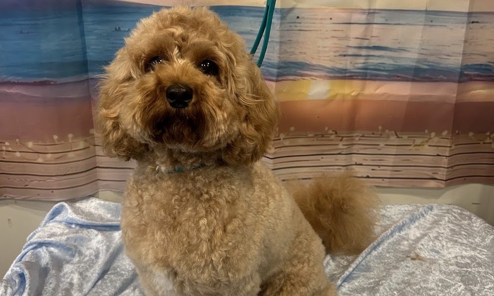 Scruffy to Fluffy Dog Grooming
