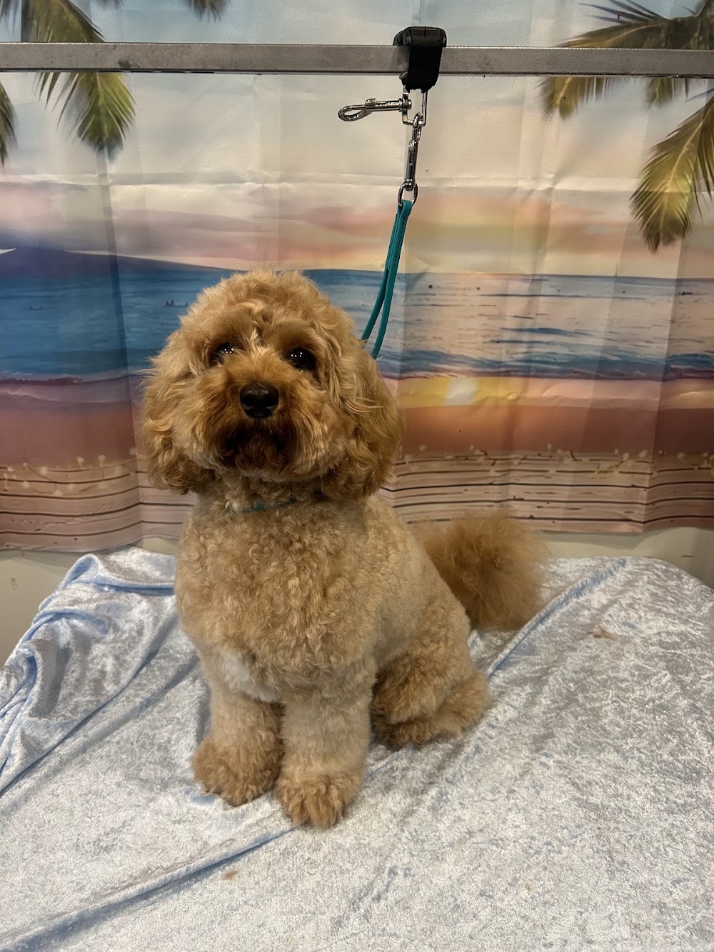 Scruffy to Fluffy Dog Grooming