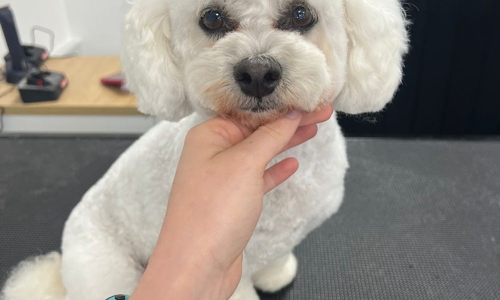 Stardust Luxury Dog Grooming & Academy