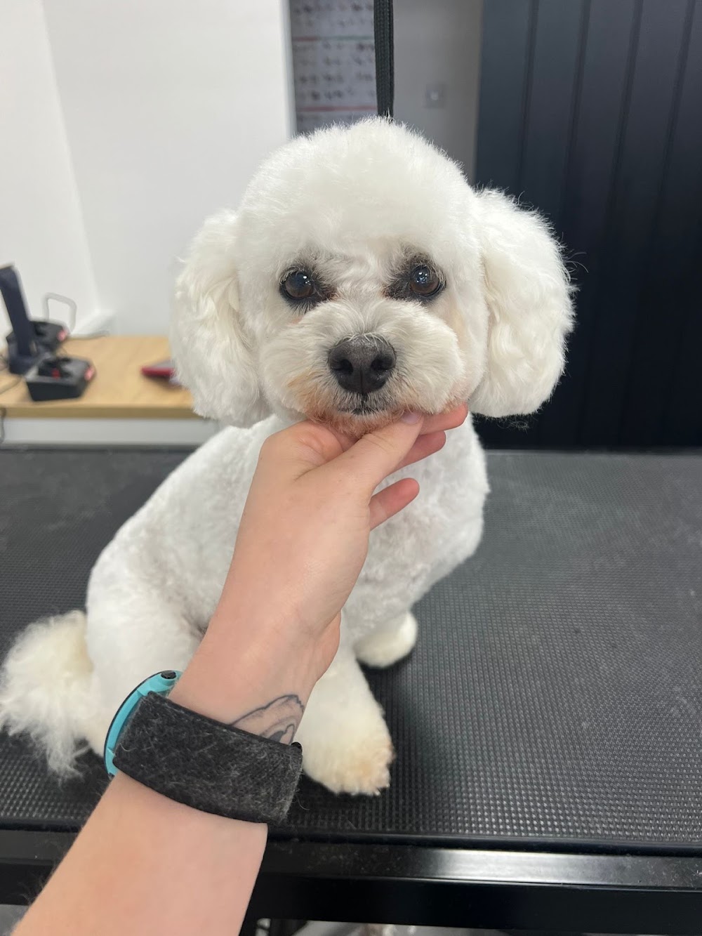 Stardust Luxury Dog Grooming & Academy