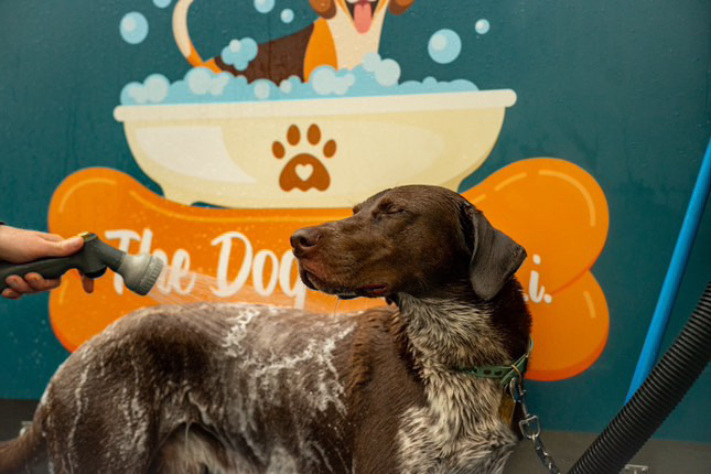 The Dog Bath NI