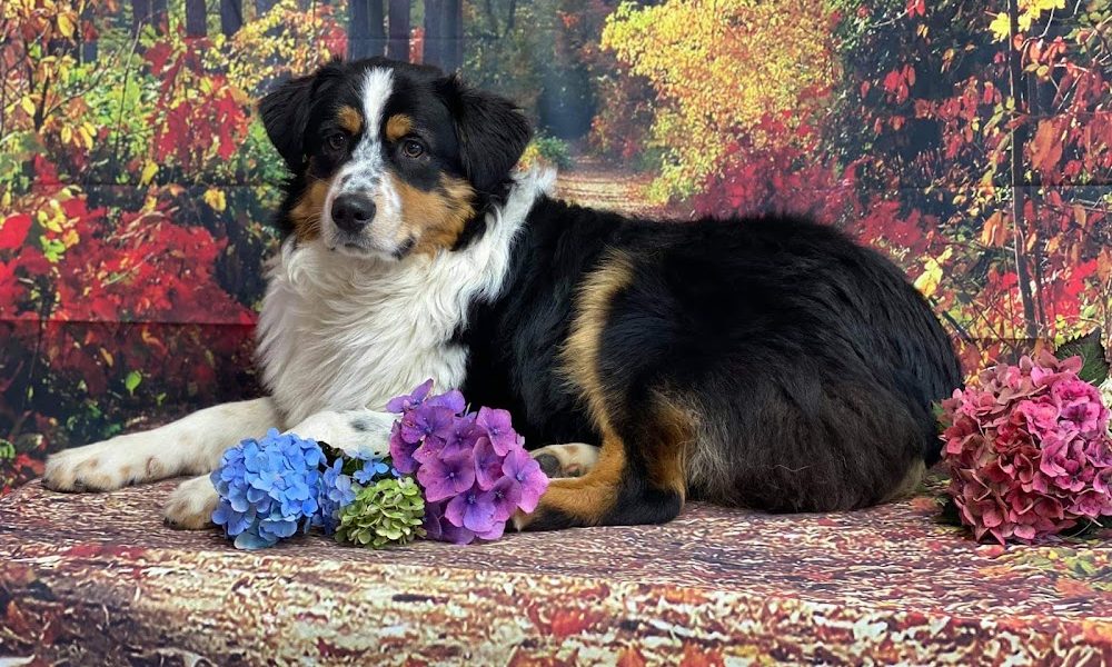 The Groomer