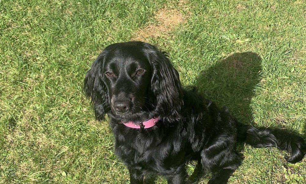 The Woofy Wash Company – Dog Grooming Parlour