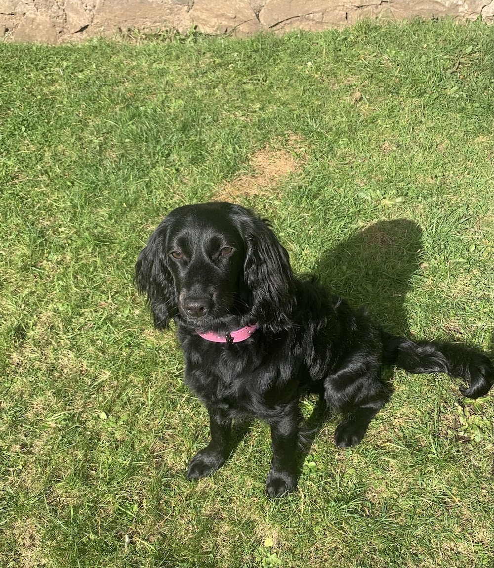 The Woofy Wash Company – Dog Grooming Parlour