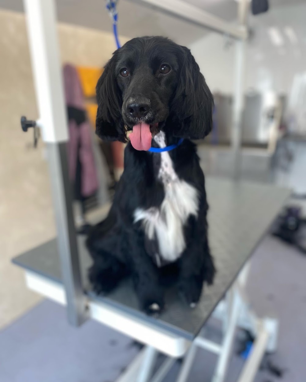 TLC Grooming