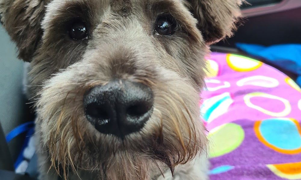 Top N Tail Professional Dog Grooming and boarding kennels Mayobridge