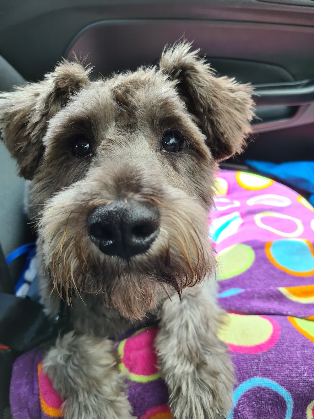 Top N Tail Professional Dog Grooming and boarding kennels Mayobridge